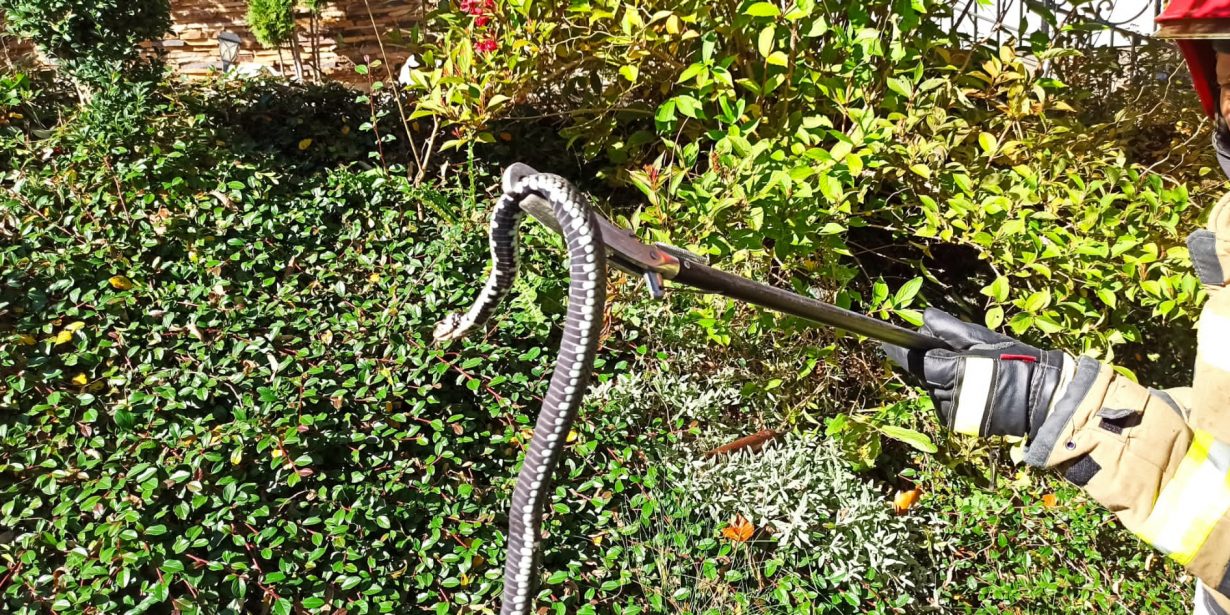 Strażacy usunęli węże z przydomowego ogrodu